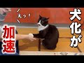 この猫やはり只者ではない‥行動がいちいち犬っぽすぎる猫