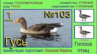 Гусь. 1 часть. Голоса птиц Гусь. 1 часть. Голоса птиц