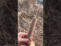 “Beautiful, Unique, and Useful: Cattail!” #cattail #unique #shorts