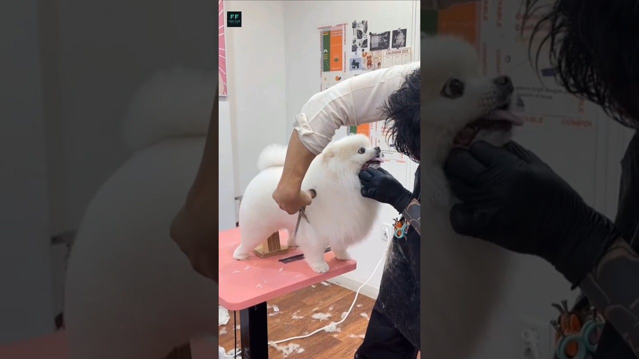 Turning Dog's Hair Into Something Unexpected 🤯