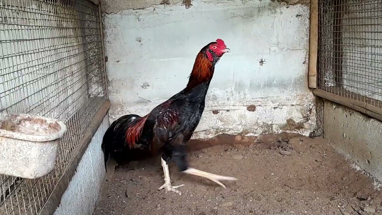 Ternakan Ayam Jantan Laga Ciomas, Sukaharja, Gang Mesjid, 8 Mei 2025