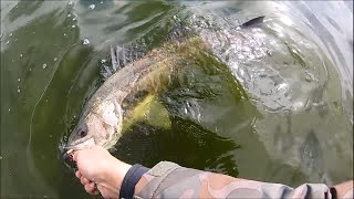 昼下がりに河川で釣れた80cm近い大型シーバスはこんな引きします