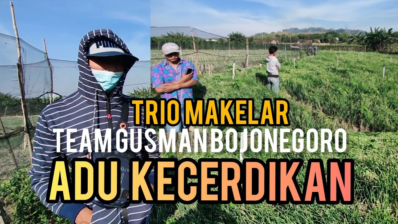 NEBAS BAWANG MERAH DI TEMANI TIGA MAKELAR SEKALIGUS