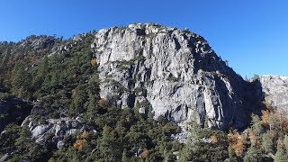 Flying With Giant Sequoias - Mckinley Grove
