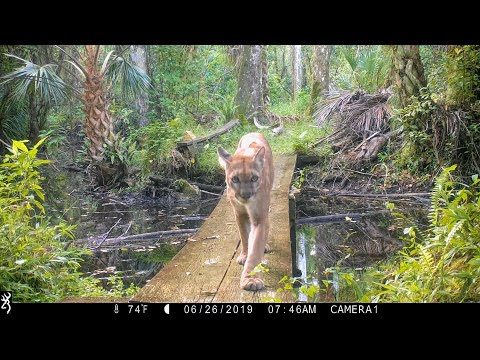 TRAIL CAMERA VIDEO COMPILATION OF FLORIDA PANTHERS (BIG CATS)