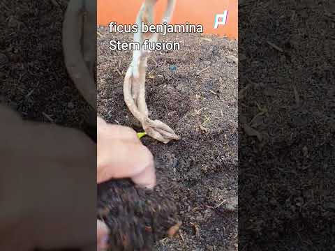 How Do You Fuse Ficus Branches Shorts