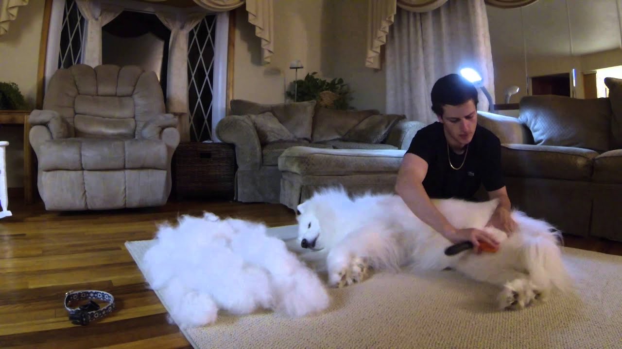 Brushing My Samoyed Sam Part 3 - YouTube