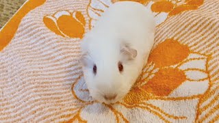 Lolas 2. Geburtstag 7.12.