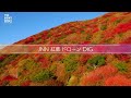 宝徳寺 床もみじ リフレクション絶景【JNN紅葉ドローンDIG】｜TBS NEWS DIG