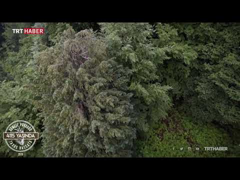 Dünyanın en yaşlı porsuk ağacı Zonguldak'ta