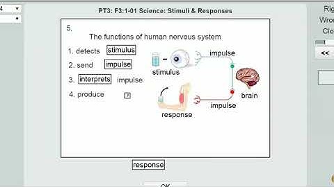 PT3 Form 3 Science: Module 1-1: Stimuli & Responses: Central Nervous System