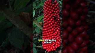 satu ranting memiliki 1000 buah😲 #bushcraft #outdoors #survival #alam #hutan