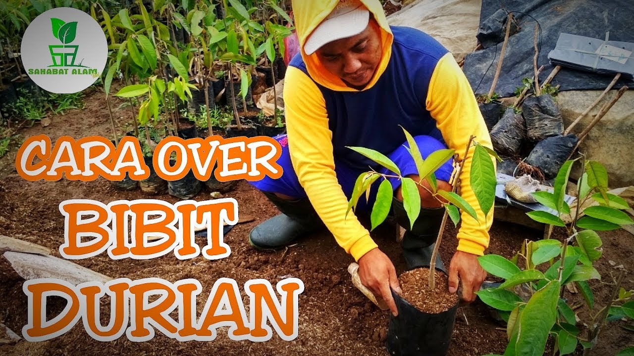 CARA OVER BIBIT DURIAN 