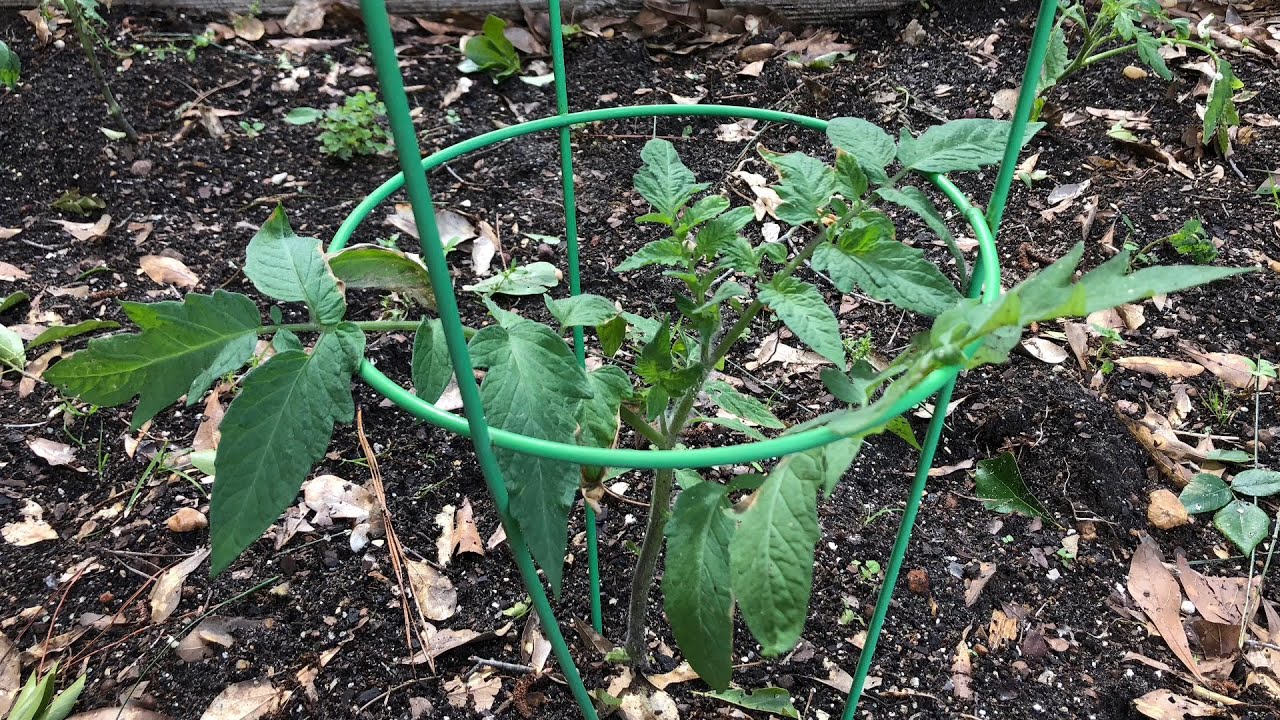 ⁣Grow More Give More: Caging Tomatoes