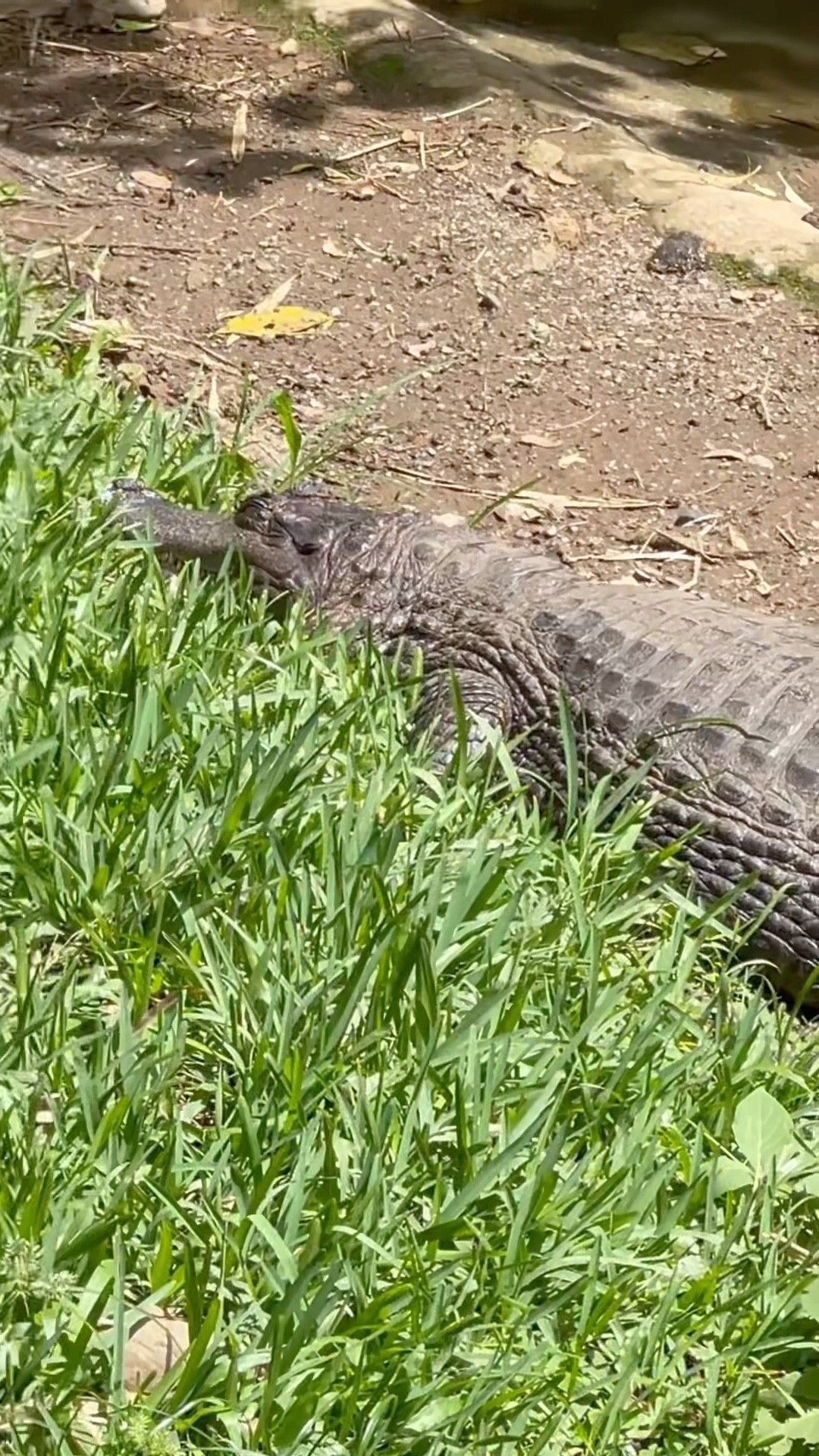 Alligator and Turtles