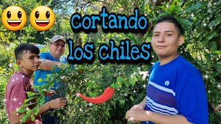 cortando chiles chilpepes para hacer con cuajada molida