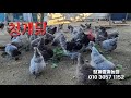 청란을 주는 청계닭 &amp; 청계 종계농장, 2025,7,17,