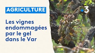 Les Vignes Endommagées Par Le Froid Dans Le Var