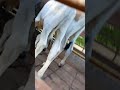 deixe seu comentário meus amigos,e se escreva muito obrigado 🙏🙏🙏