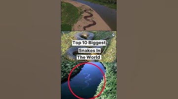 Top 10 Biggest Snakes in the world #shorts #viral #snake #top10 #viralshorts #trending