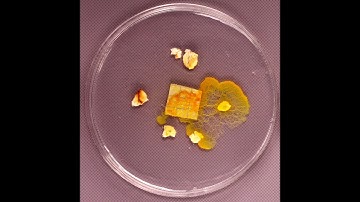 Time-lapse BLOB le sclérote se réveille