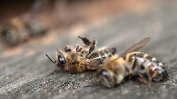 Should You Worry About Dead Bees At The Entrance?