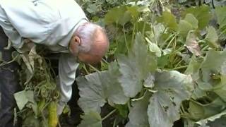 Video thumbnail of "Yvon Deschênes J'ai deux grands boeufs"