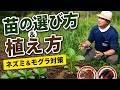 「苗の選び方&植え方」ネズミ&モグラ対策