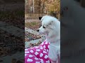 Molly thr Cmaper Dog 🏕🐶