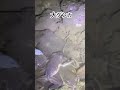 カエルの気まずいケンカ