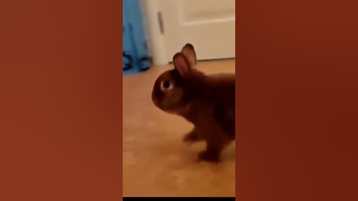 Домой! #Горошек, (aka #Степашка), #rabbitbunny, #Rabbitboy