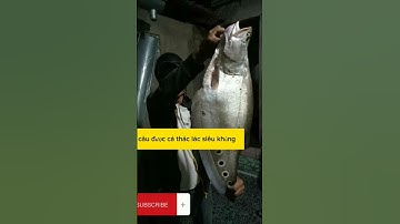 câu cá thác lác dưa trời mưa bão #cauca #caucatunhien