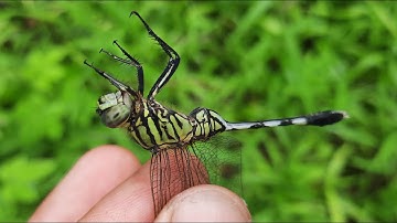 Cách Bắt Chuồn Chuồn Bằng Tay Trò Chơi Tuổi Thơ Ở Nông Thôn