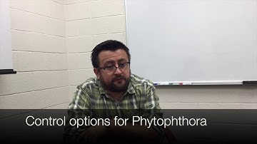 Soybean Seedling Diseases