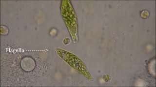 Euglena - The Flagellate