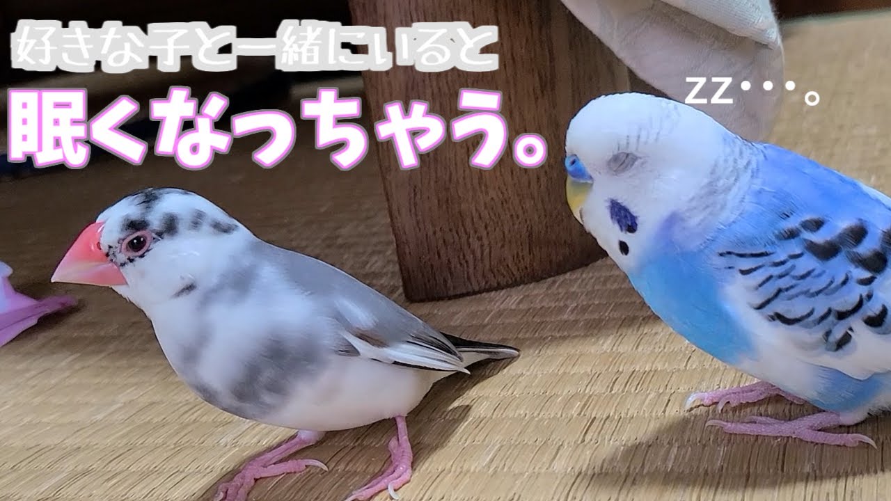 仲良しインコ 自由過ぎる年下インコにジャンボ君の対応が紳士的すぎる【仲良し