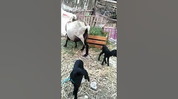 Thumbnail of mbee... kambing lucu #vidioshortsyoutube #vidioshort  #kambing #hewan