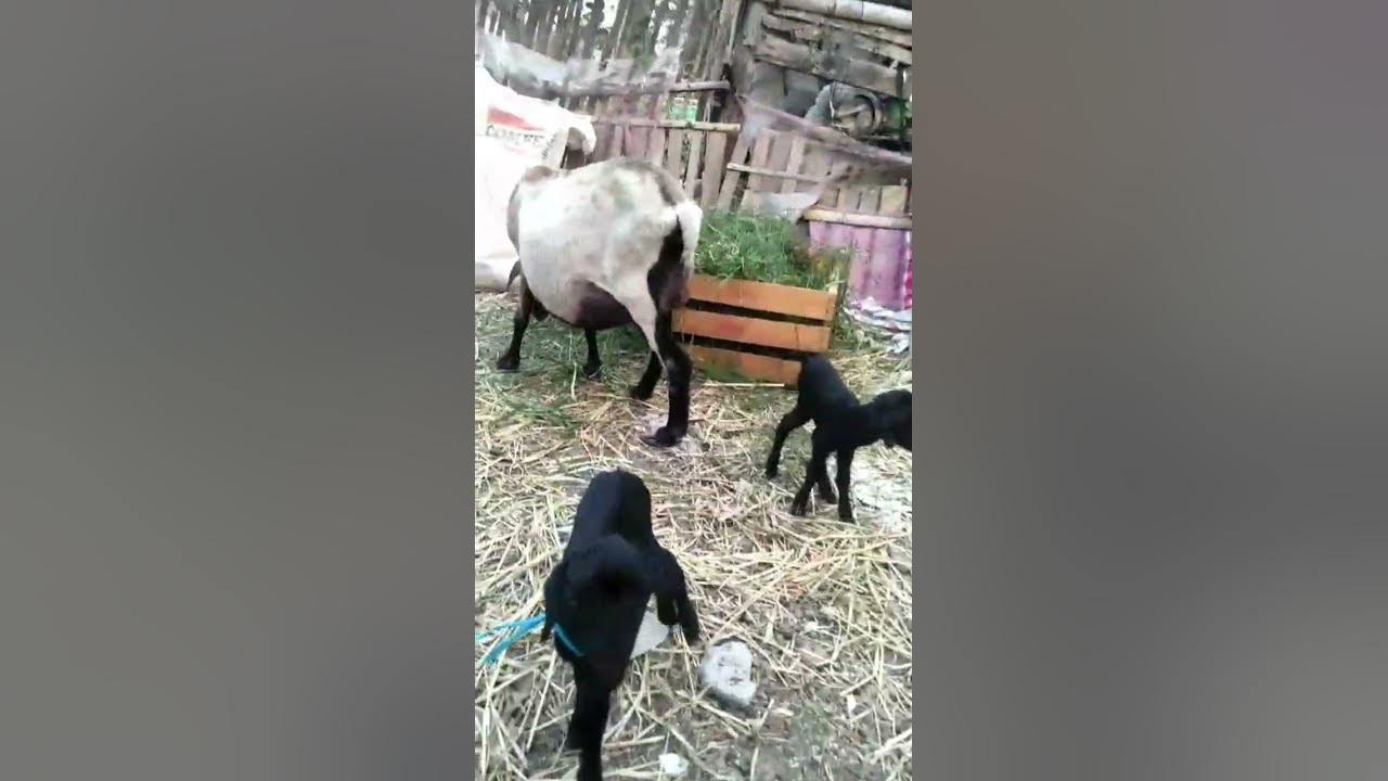mbee... kambing lucu #vidioshortsyoutube #vidioshort  #kambing #hewan