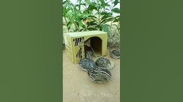 Best Create Bird Trap Technique - Quail Trap #creative bird trap #shorts