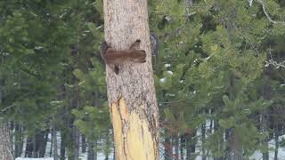 Pine Marten vs  Red Squirrel Yellowstone National Park