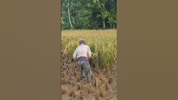 The right trick for harvesting rice to make it easy to collect it #shorts