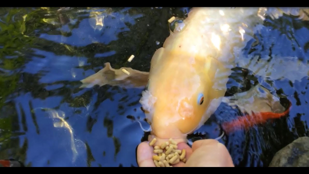 Hand feeding our large 21 year old white Butterfly Koi 🐟💦 - YouTube