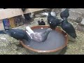خل التفاح للقضاء على حشرات الحمام خل التفاح للقضاء على حشرات الحمام
