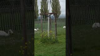 #швейцария #yverdon #swan #лебеди