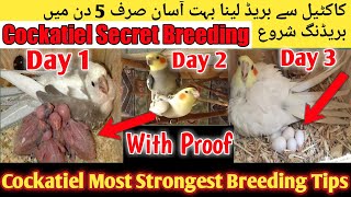 Cockatiel Top 5 Breeding Tips 2022 l Cockatiel Life time Breeding Formula, Cockatiel Breeding 3 Days