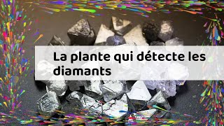 La plante qui détecte les diamants