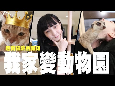 🐈開箱超貴貓跳台🐈我家變動物園👾阿金直接大暴走｜懺悔系列｜