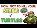 STRING OF TURTLES : HOW TO PROPAGATE + CARE TIPS | bernee bee