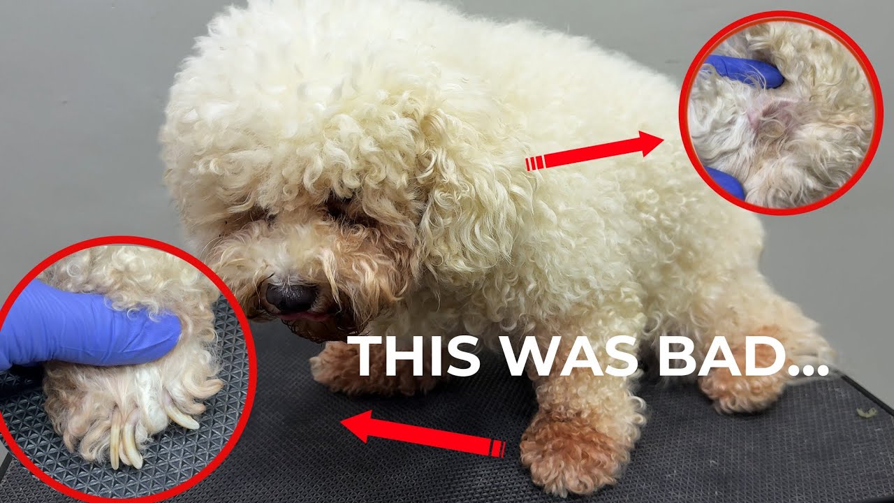 Quiet Grooming ASMR | Nail Trim & Deep Ear Cleaning for a Fluffy Dog