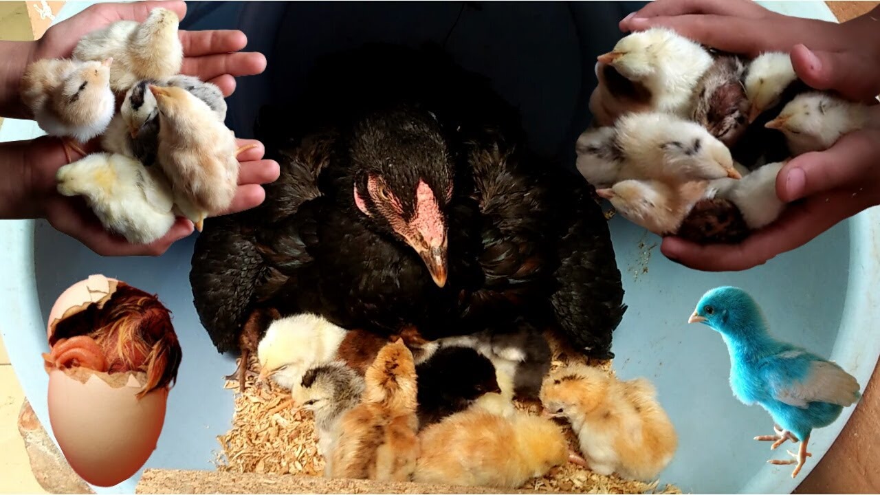 Kadaknath Hen Harvesting Egg To New “BORN” Chicks \ New Trick Hen Harvesting \ دجاجة حصاد بيض الدجاج